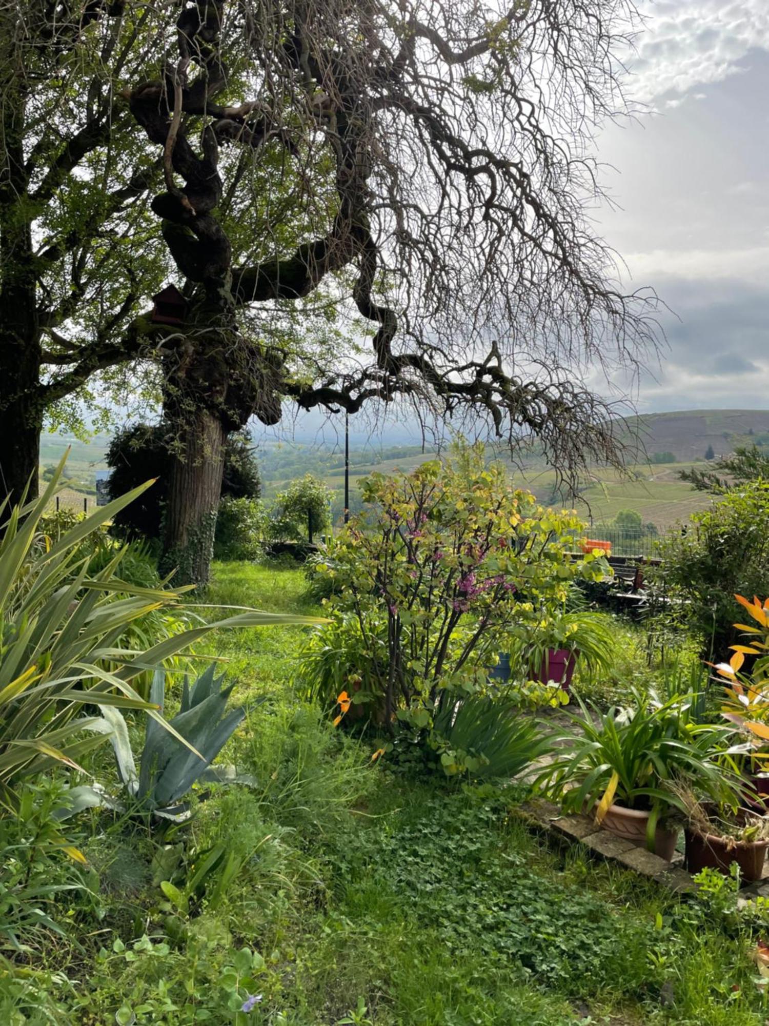 Bed and Breakfast Les Agapanthes Vaux-en-Beaujolais Exterior foto
