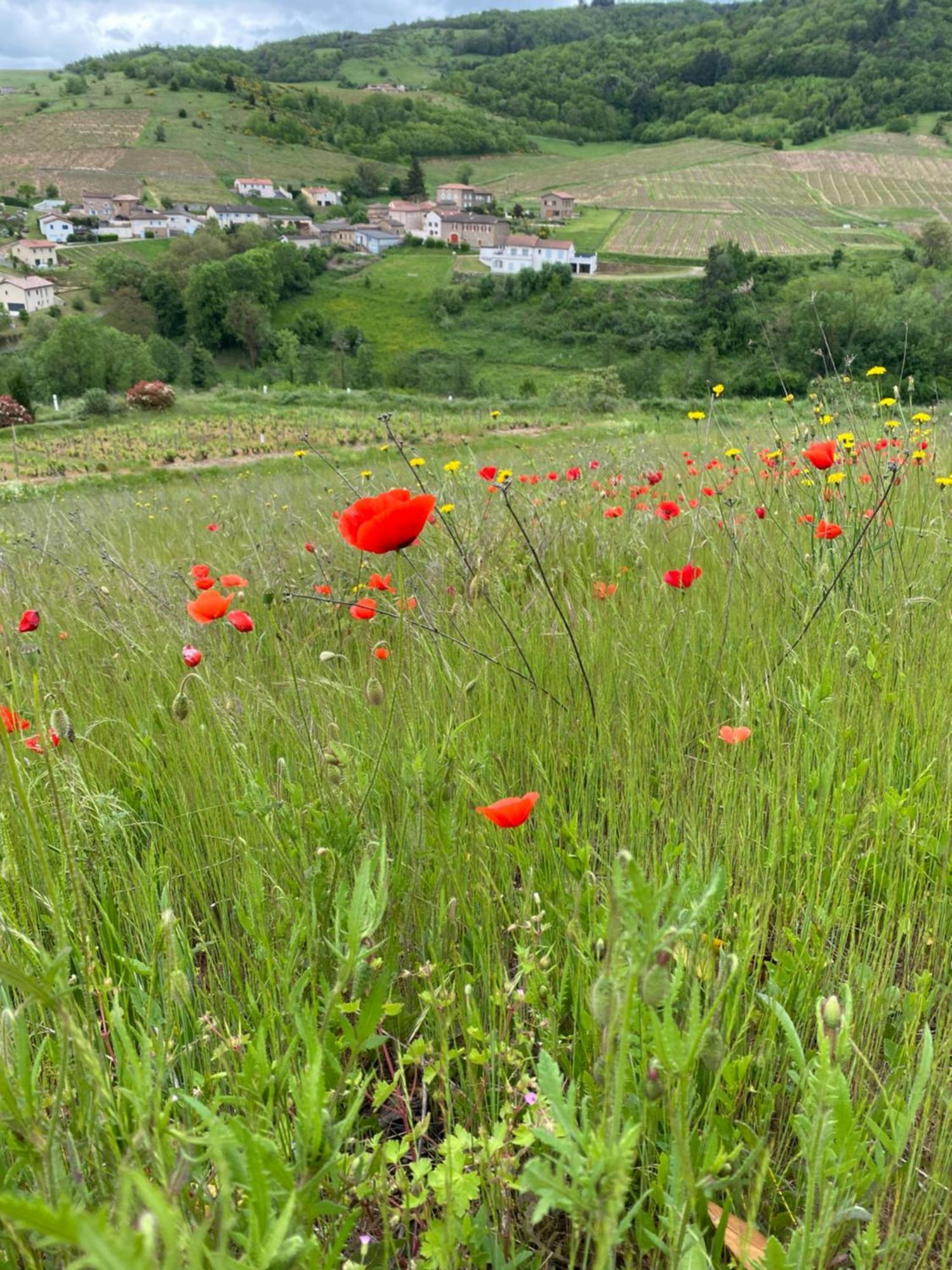 Bed and Breakfast Les Agapanthes Vaux-en-Beaujolais Exterior foto